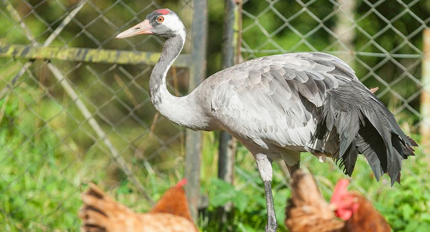 Młody żuraw pod Bytowem - rodzina o nim nie zapomniała