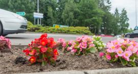 Nowe nasadzenia kwiatów w Bytowie