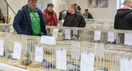 XXV Wystawa Gołębi Pocztowych Okręgu Pomorza Środkowego w Tuchomiu
