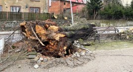 Wichura w Bytowie. Powalone drzewa, brak prądu
