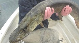 115 cm długości i 9 kg wagi. Ogromny szczupak z Jelenia