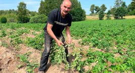 Dziki ryją łąki, niszczą uprawy. Rolnicy załamują ręce. - Jak tak dalej pójdzie, koła łowieckie pójdą z torbami - mówią myśliwi