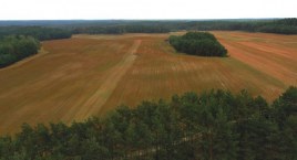 Gryka sypie i płaci