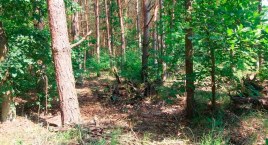 Recepta na drogi opał? Gmina Tuchomie uruchamia sprzedaż drewna z samorządowych lasów
