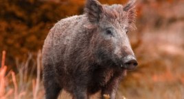 Kierowca na drodze pomiędzy Parchowem a Sulęczynem potrącił... 7 dzików