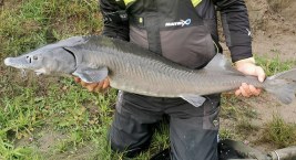Ponad 460 kilogramów ryb złowiono na Pomorskich Zawodach Feederowych w Kłodzionku