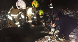 Wpierw same otworzyły wrota, a później ugrzęzły w mokradłach. Konie z Kłonecznicy ratowały trzy jednostki straży pożarnej
