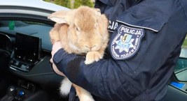 Królik miał zasilić szeregi bytowskiej policji. Wszystko to... primaaprilisowy żart