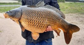 13-kilogramowy karp z jeziora Lipionek w Lipnicy