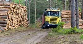 Wycinka w gminnym lesie nad jeziorem Gwiazda w Borowym Młynie. Drewno trafiło do zakładu przewodniczącego Rady Gminy Lipnica