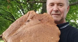 W lesie spędził ledwie pół godziny. Wyszedł z imponującym zbiorem grzybów