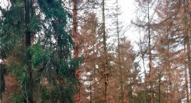 Kornik drukarz i przypłaszczek granatek atakują lasy w powiecie bytowskim. Zagrożone są też prywatne drzewostany