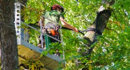 Dęby, kasztanowce, lipy drobnolistne, buki, jesiony. W Bytowie zadbają o kilkadziesiąt drzew