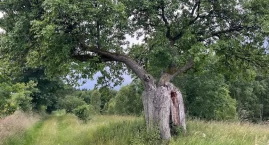W Pysznie niepyszne gruszki na wierzbie