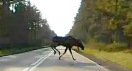 Kierowcy ostrzegają. Łoś znów na drodze! [MAMY NAGRANIE]
