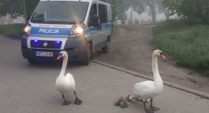 Policyjny patrol pomógł „rodzince” łabędzi