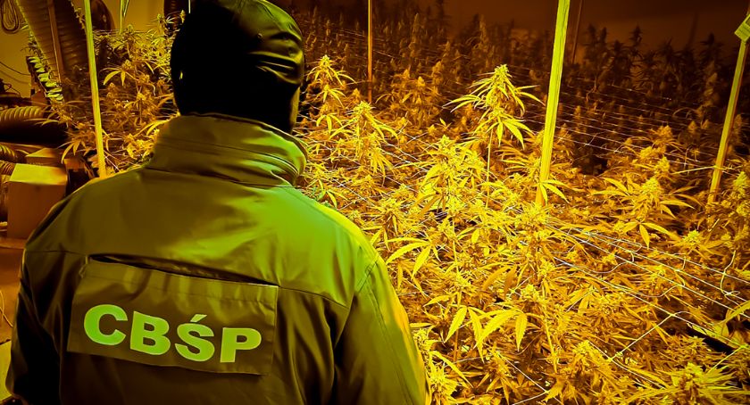 Nad Gopłem kwitła plantacja konopi