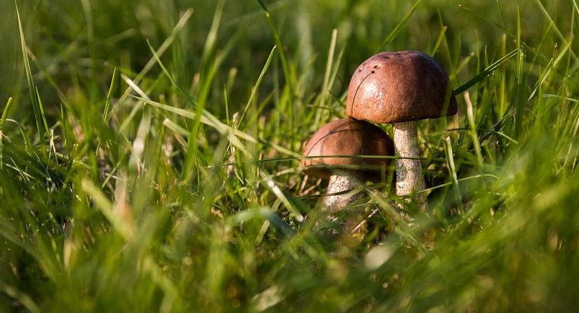 To grzybobranie powinien zapamiętać na długo