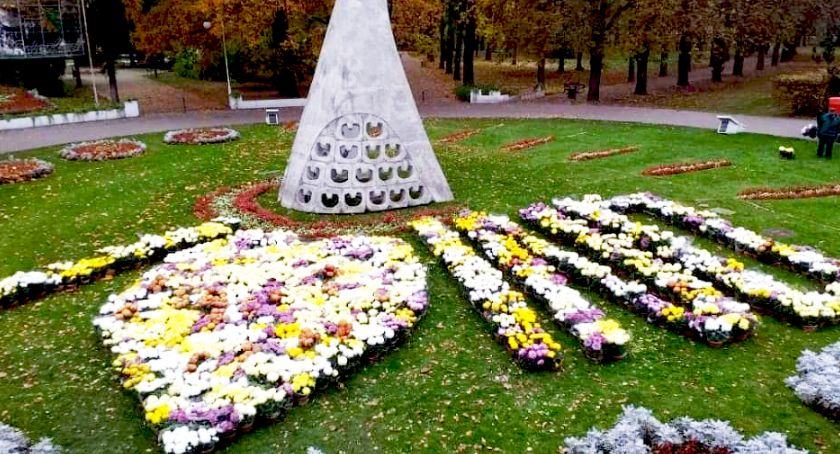 Inowrocław udekorują chryzantemy