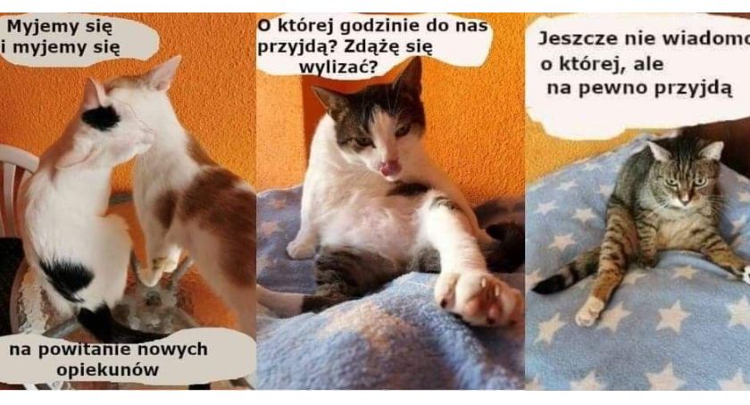 Przytulisko Koty Niczyje pilnie poszukuje wolontariuszy