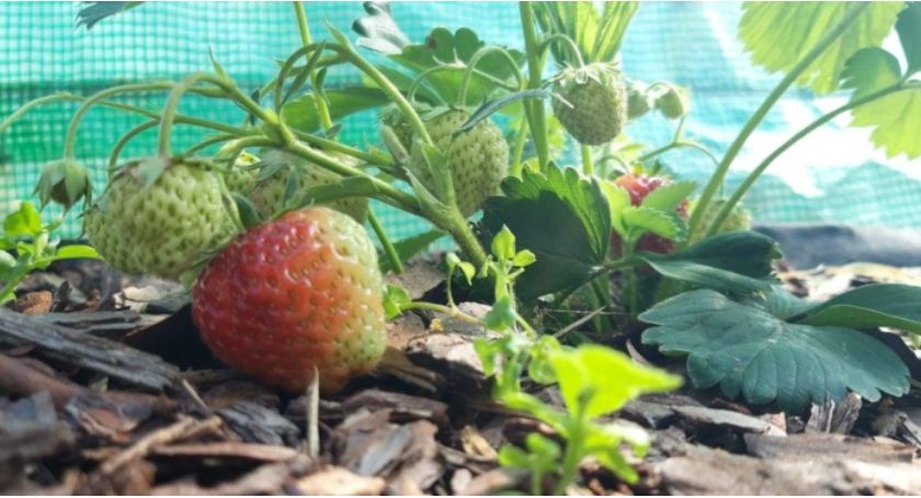 Terenowa lekcja biologii