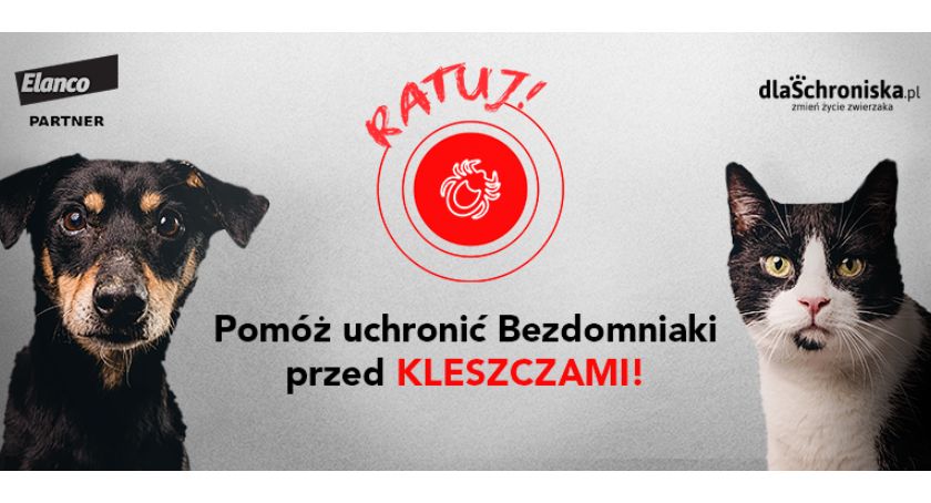 Ratuj bezdomne zwierzaki z Inowrocławia przed groźnymi kleszczami