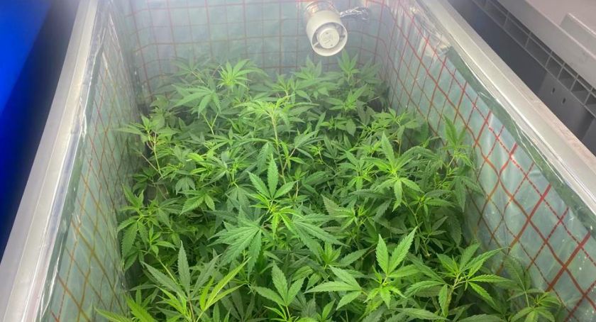Policja zlikwidowała sporą plantację