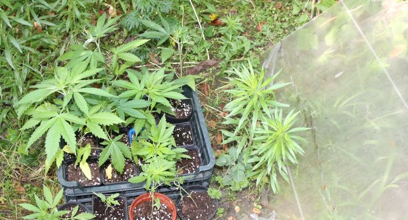 Znaleźli ogród z plantacją konopi