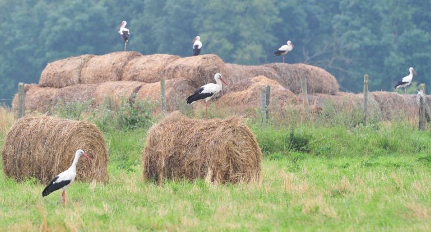 Synoptyk IMGW: od piątku napływa do Polski cieplejsze powietrze