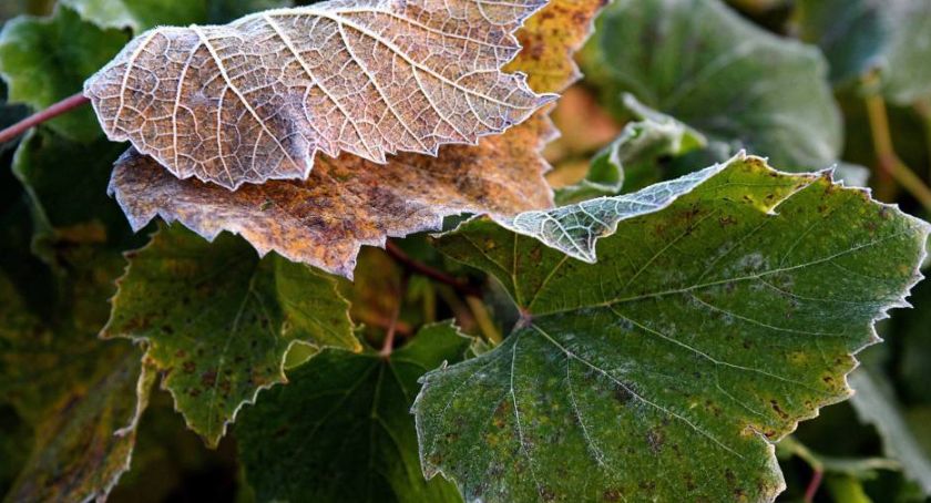 Synoptyk IMGW: sobota pogodna, z temperaturą od 10 do16 stopni; w nocy mróz na wschodzie
