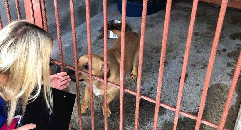 Raport z kontroli stanu schroniska dla zwierząt
