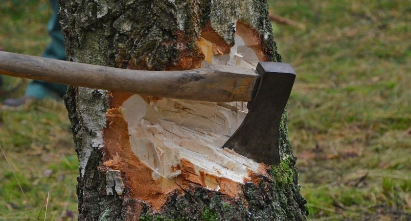 Na wyrąb drzewa z lasu trzeba mieć pozwolenie