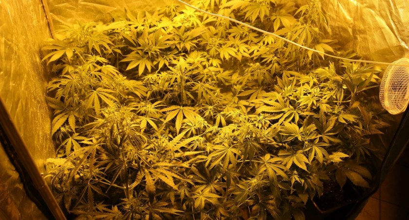 Policjanci z Inowrocławia ujawnili plantację w powiecie bydgoskim