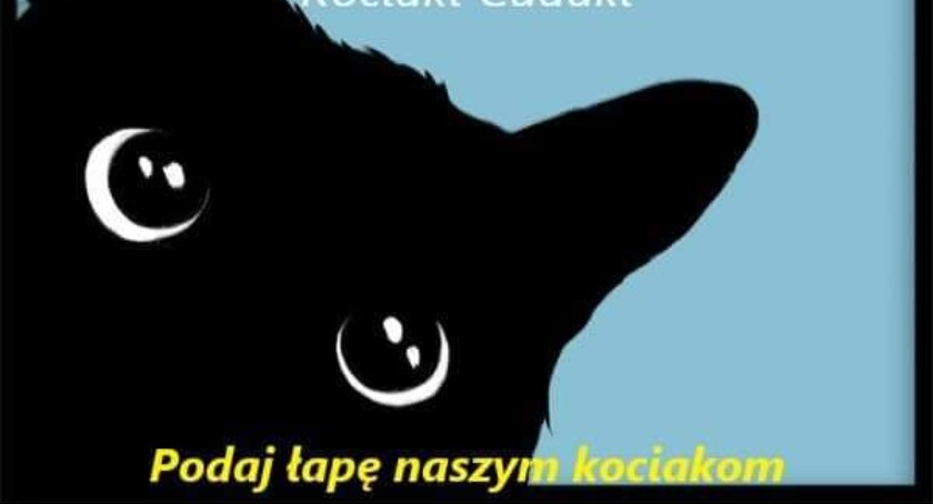 To będzie dzień pod znakiem kota