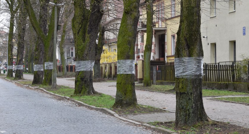 Inowrocław dba o kasztanowce