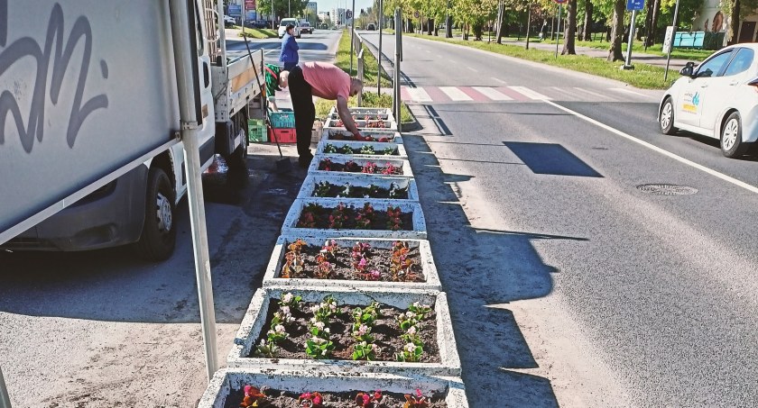 Nasadzenia kwiatów przy powiatowych drogach w Inowrocławiu