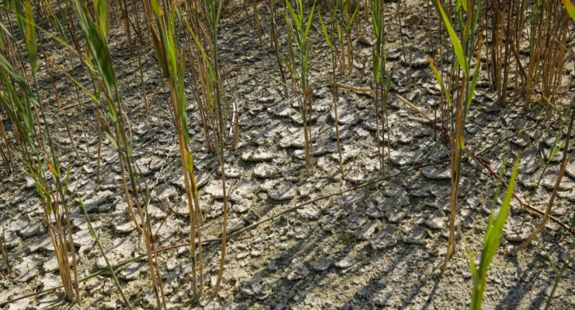 Hydrolog: jest bardzo sucho, a będzie jeszcze gorzej