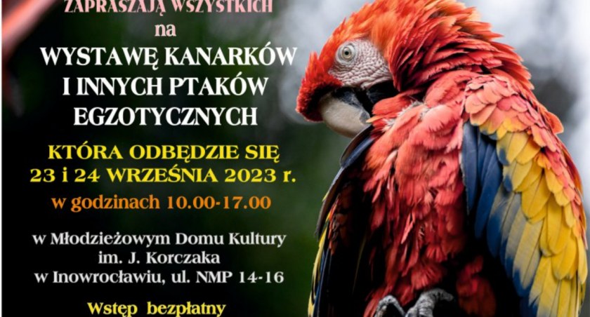 Kanarki i inne ptaki na wystawie
