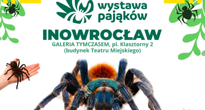 Wybierasz się na wystawę pająków?