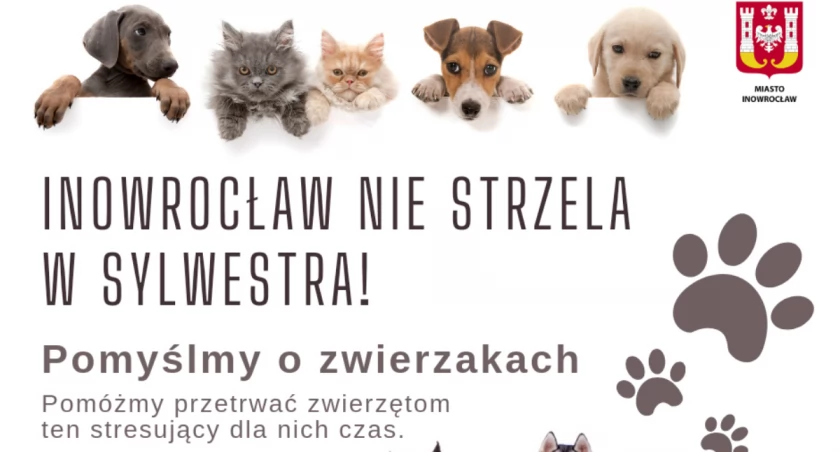 W Sylwestra pomyśl o zwierzakach