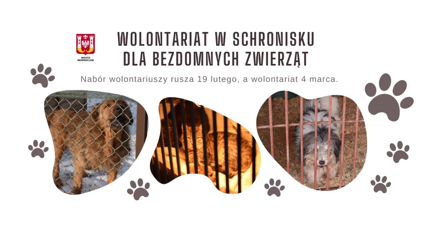 Dobre wieści dla miłośników zwierząt. Będzie wolontariat!
