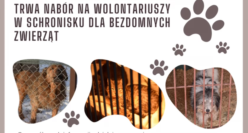 Zwierzaki czekają na wolontariuszy! Złóż ankietę w schronisku