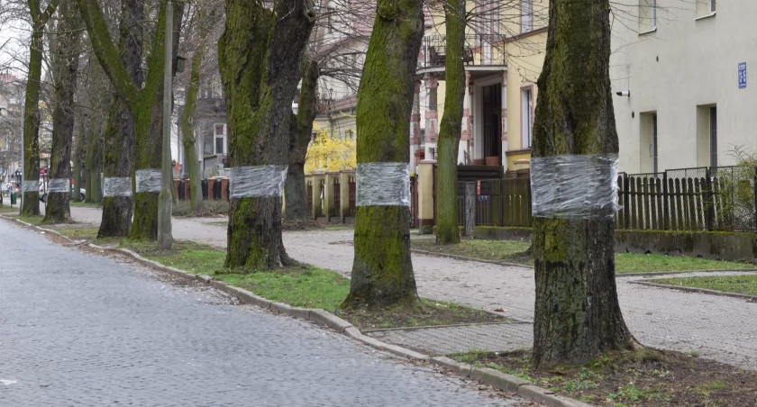 Miasto dba o kasztanowce