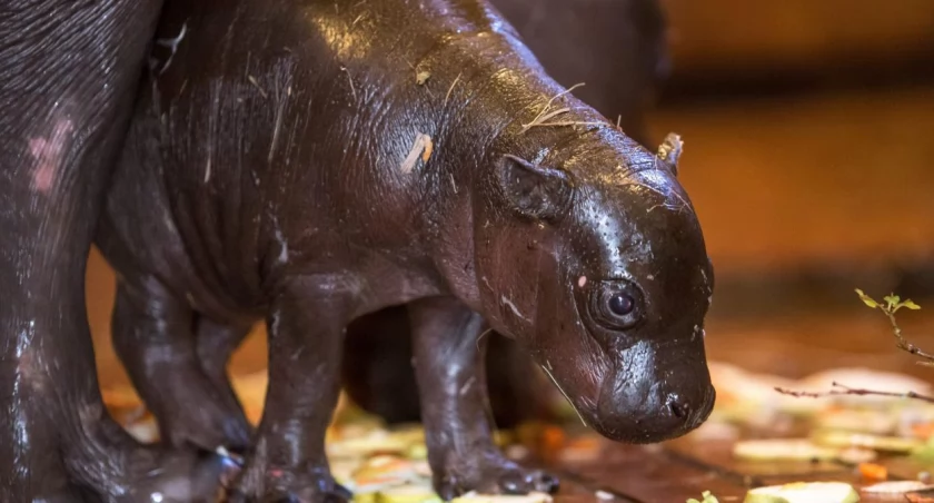 Po raz pierwszy w ZOO w Łodzi urodził się hipopotam karłowaty
