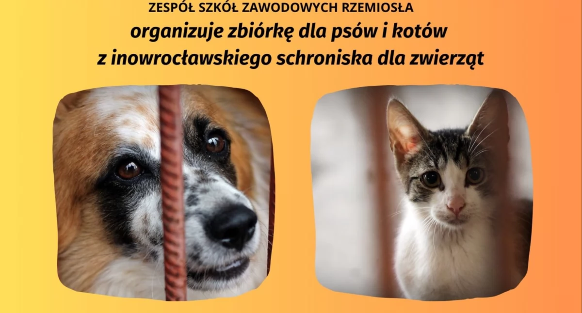 Zbiórka dla zwierząt z inowrocławskiego schroniska. I Ty możesz pomóc!