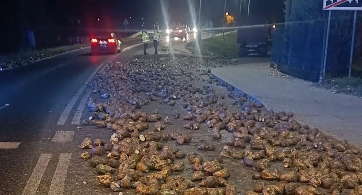 Uwaga buraki na drodze!