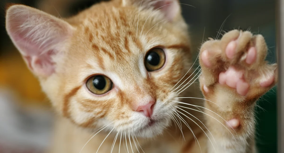 Światowy Dzień Kota 17 lutego - Odkrywając Tajemnice Felinej Hrywyny