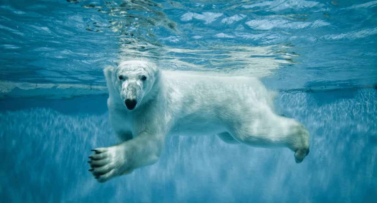 Światowy Dzień Niedźwiedzia Polarnego: Dlaczego Powinniśmy Go Obchodzić?