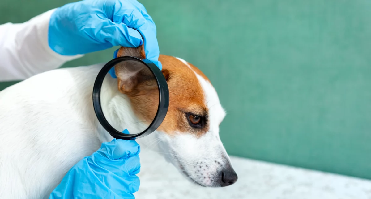 Dzień Zwierząt Laboratoryjnych – refleksja nad rolą i etyką badań