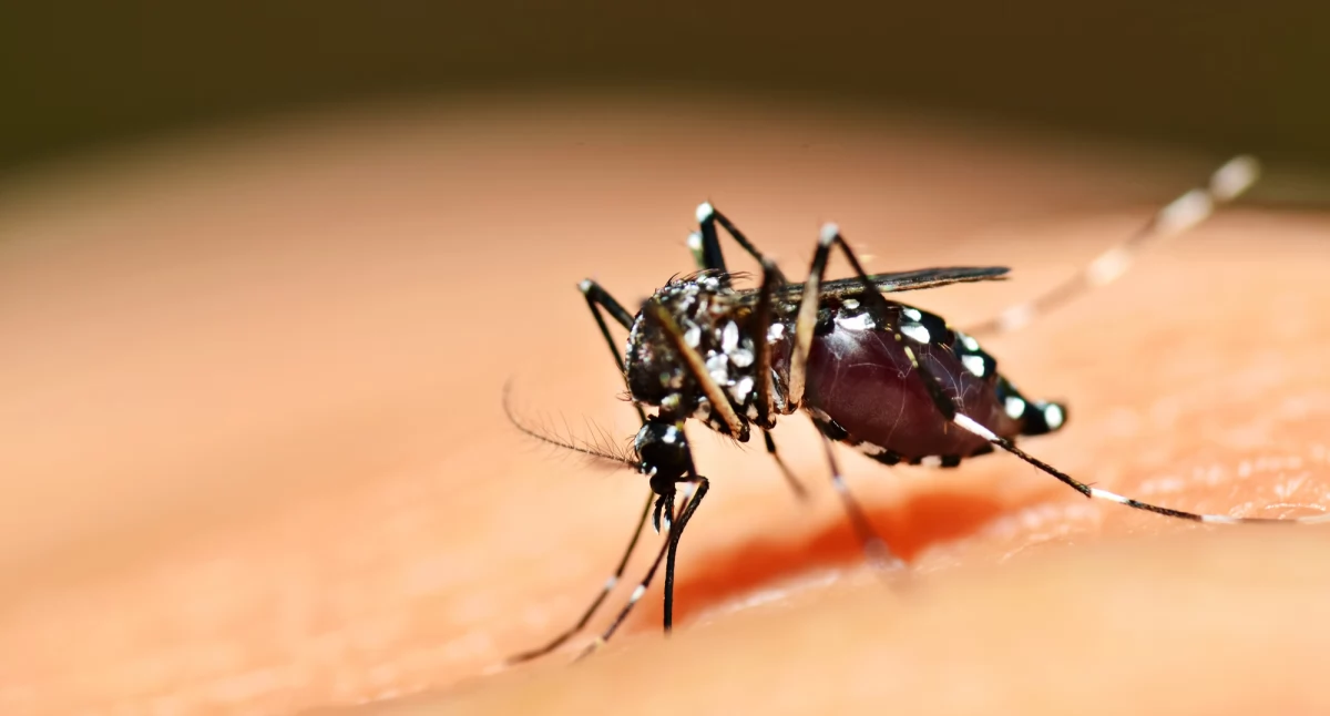 Naturalne metody na złagodzenie skutków ukąszeń owadów latem